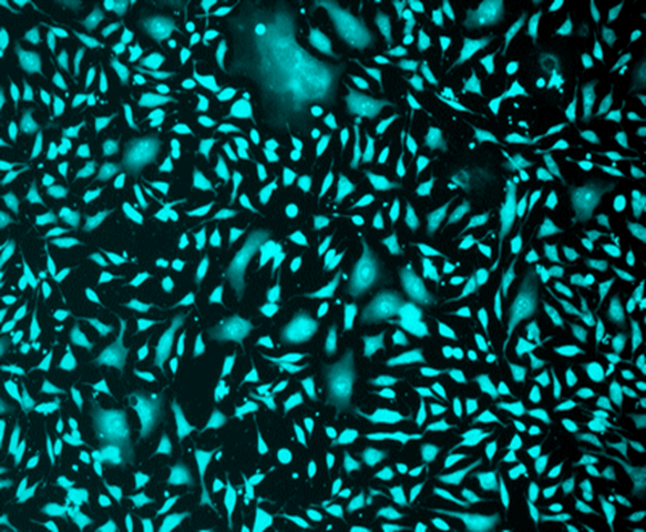 Image of CPA cells