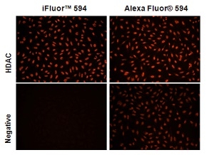iFluor<sup>®</sup> 594 gave much higher conjugation yield than Alexa Fluor<sup>®</sup> 594