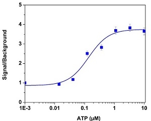 ATP-stimulated calcium response of endogenous P2Y receptor in CHO-K1 cells