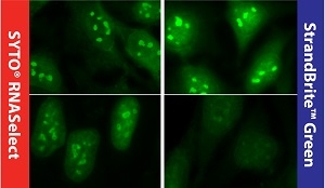 Fluorescence images of RNA staining taken in HeLa cells with SYTO<sup>®</sup> RNASelect