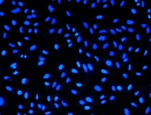 Dead cell imaging with Nuclear Blue™ DCS1