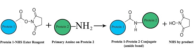 NHS esters target primary amines on proteins