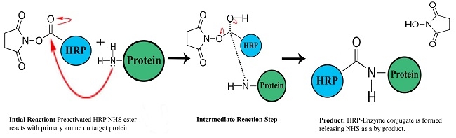 Preactivated HRP-NHS esters react with primary amines on target proteins