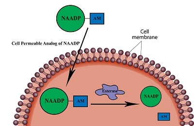 NAADP-mediated calcium signaling