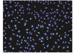 Dead cells stained with Nuclear Blue™ DCS1