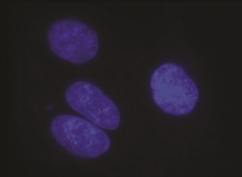Nuclei stained with DAPI