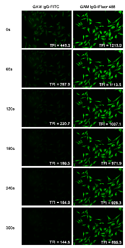 Images of HeLa cells captured using Keyence X710 fluorescence microscope.