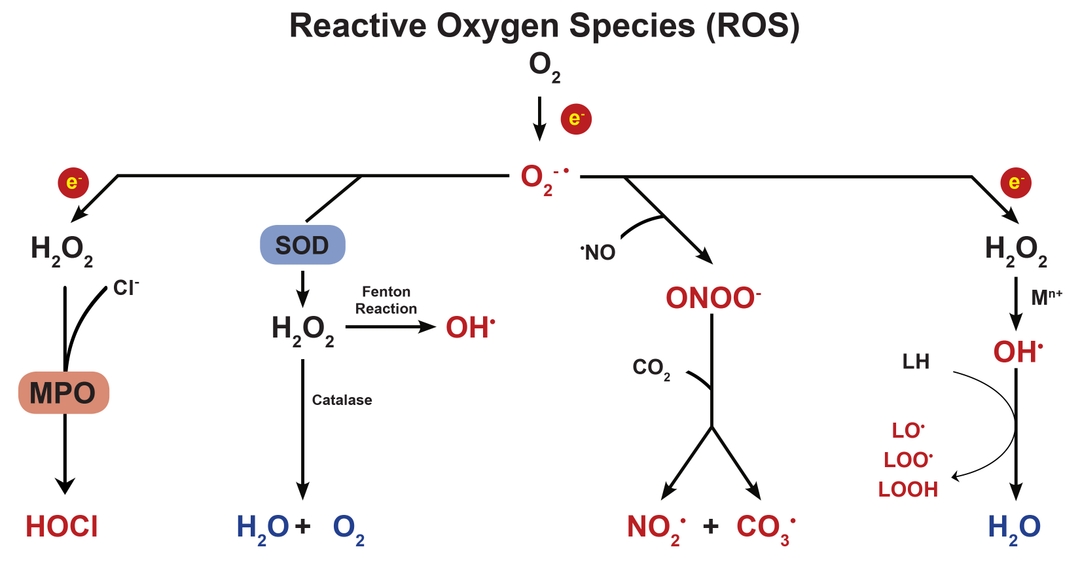 Reduction of oxygen and its byproducts.