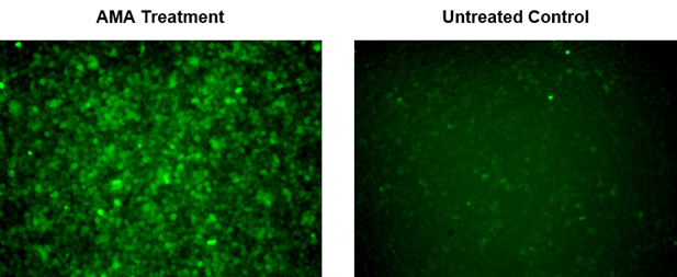 Fluorescence images of superoxide measurement.