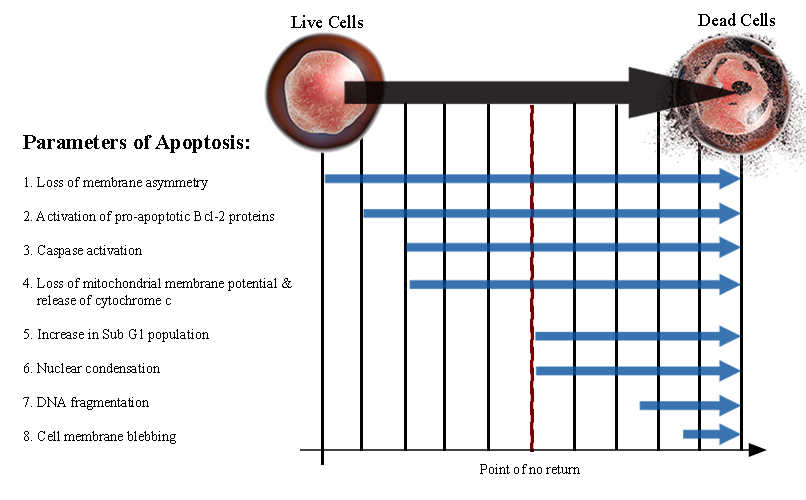 Parameters of Apoptosis