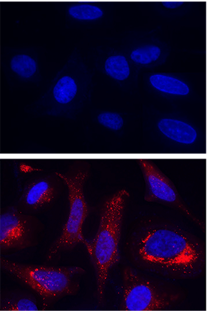 Fluorescence images of Hydroxyl radical measurement