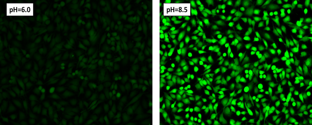 HeLa cells labeled with BCFL, AM