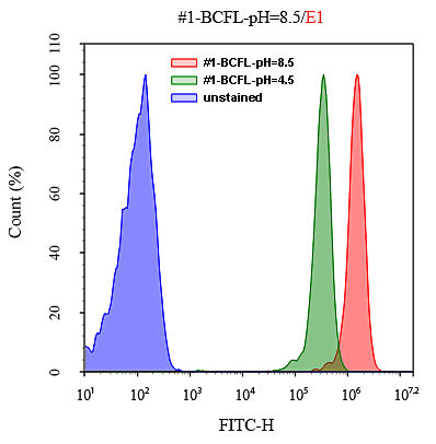 HL-60 cells incubated with BCFL, AM