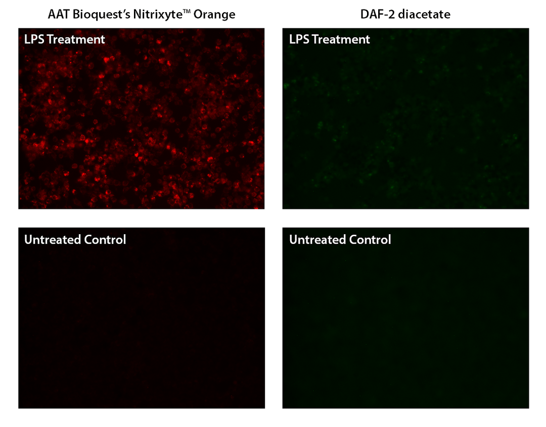 Fluorescence images of endogenous nitric oxide (NO) detection