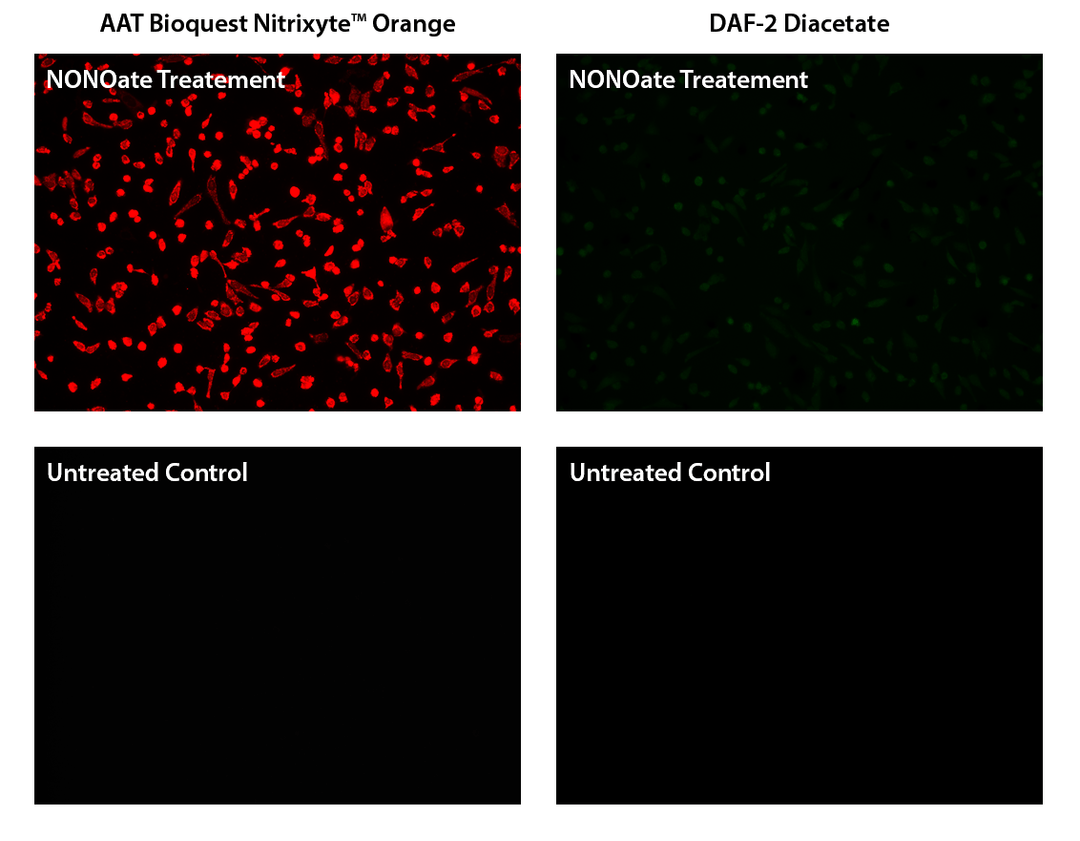 Fluorescence images of exogenous nitric oxide (NO) detection in HeLa cells