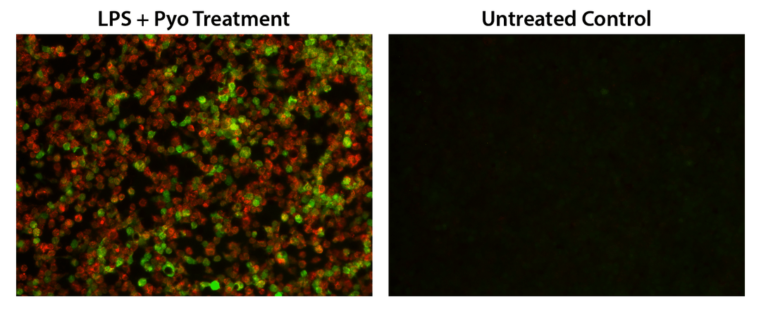 Fluorescence images of simultaneous detection of intracellular nitric oxide (NO)