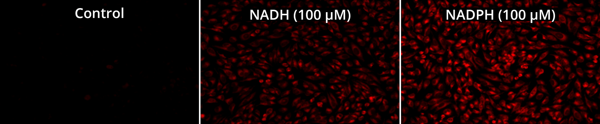 Fluorescence images of NADH/NADPH in HeLa cells