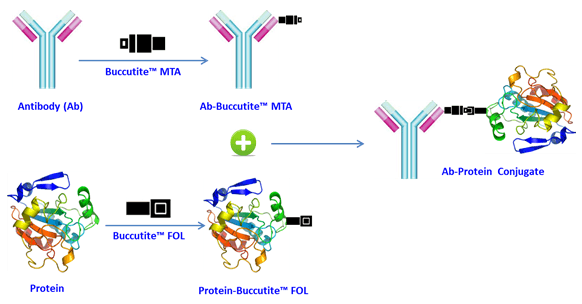 Buccutite™ protein crosslinking principle