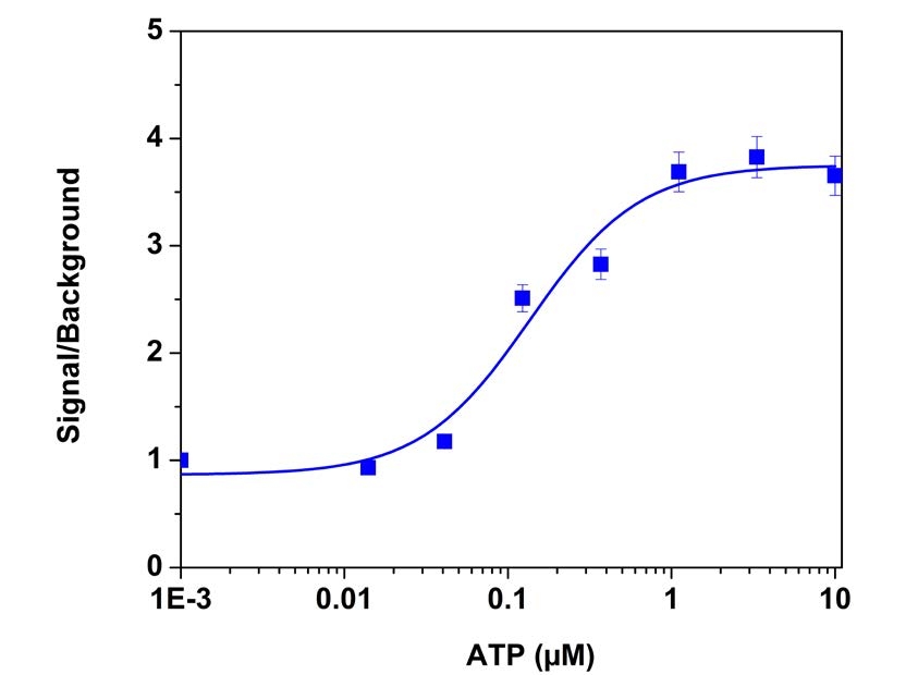 ATP-stimulated calcium response of endogenous P2Y receptor in CHO-K1 cells measured with Cal-630™ AM