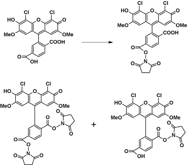 reactions of 6-JOE, SE with amino-modified oligonucleotides