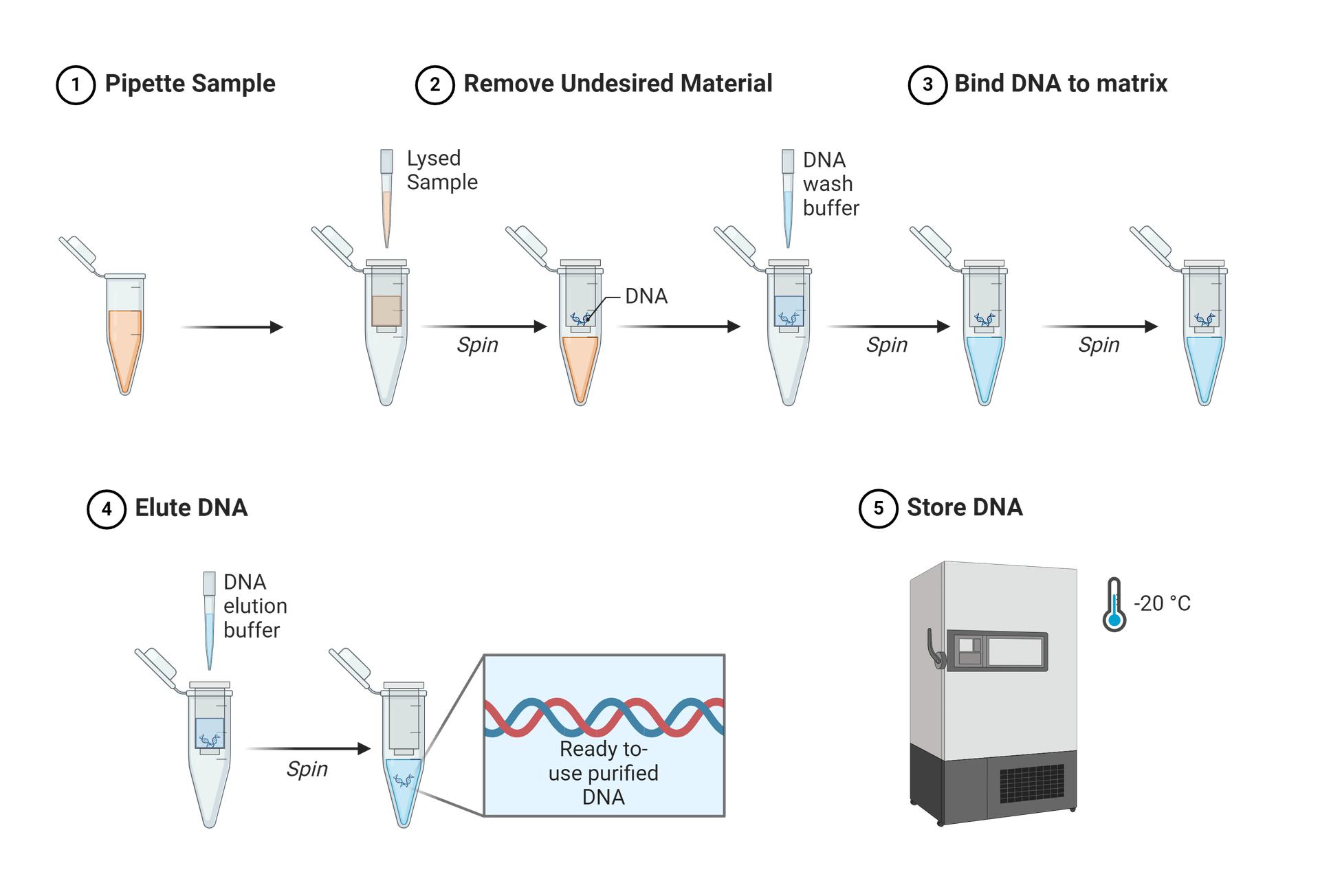 DNA extraction protocol