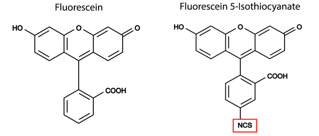 Chemical structure of fluorescein and FITC