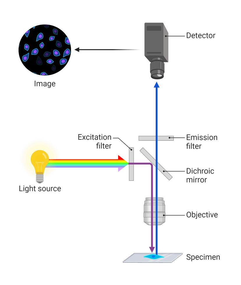 Basic components of the microscope and the light path of fluorescence imaging