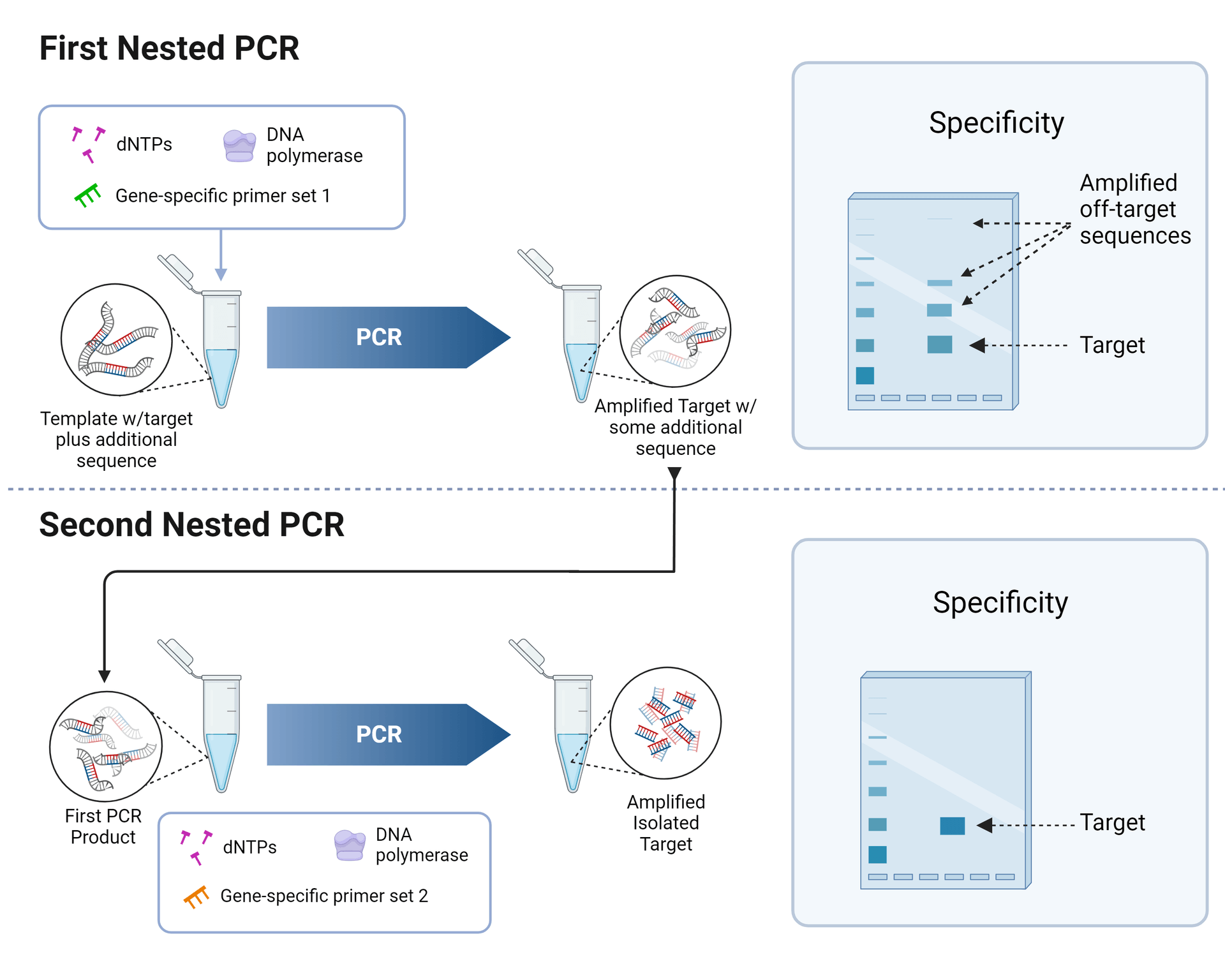 Simplified process of nested PCR