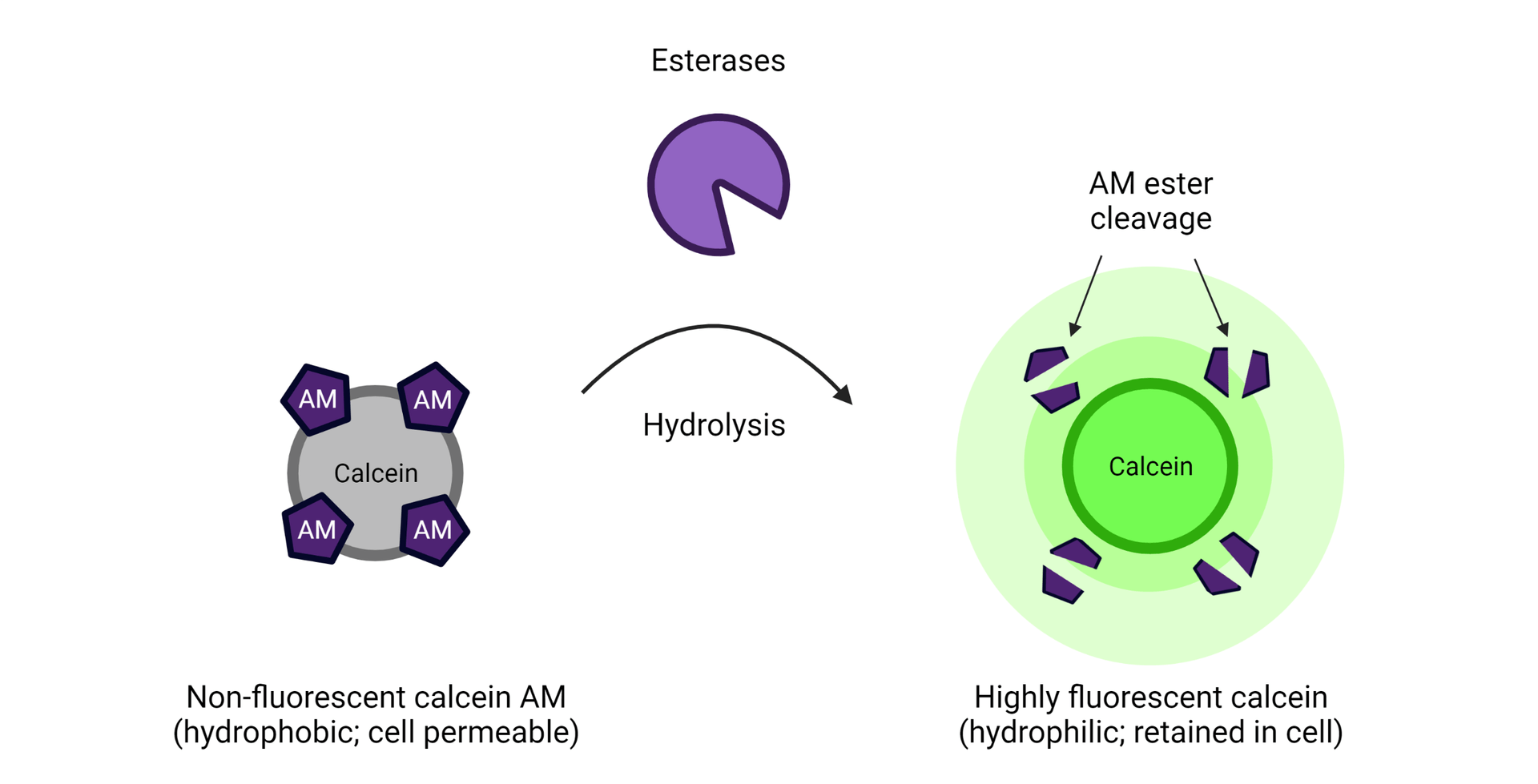 Calcein AM hydrolysis