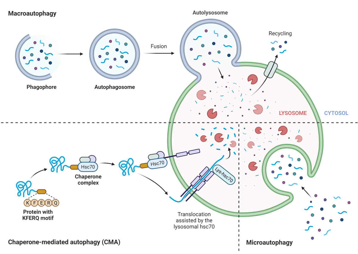 3 types of Autophagy