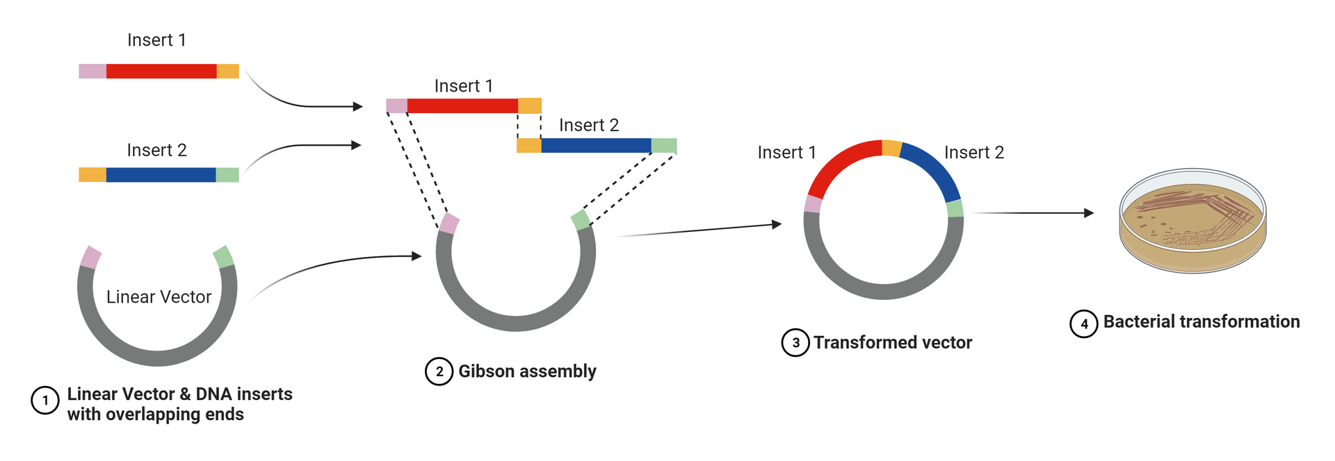 Steps of the isothermal cloning process