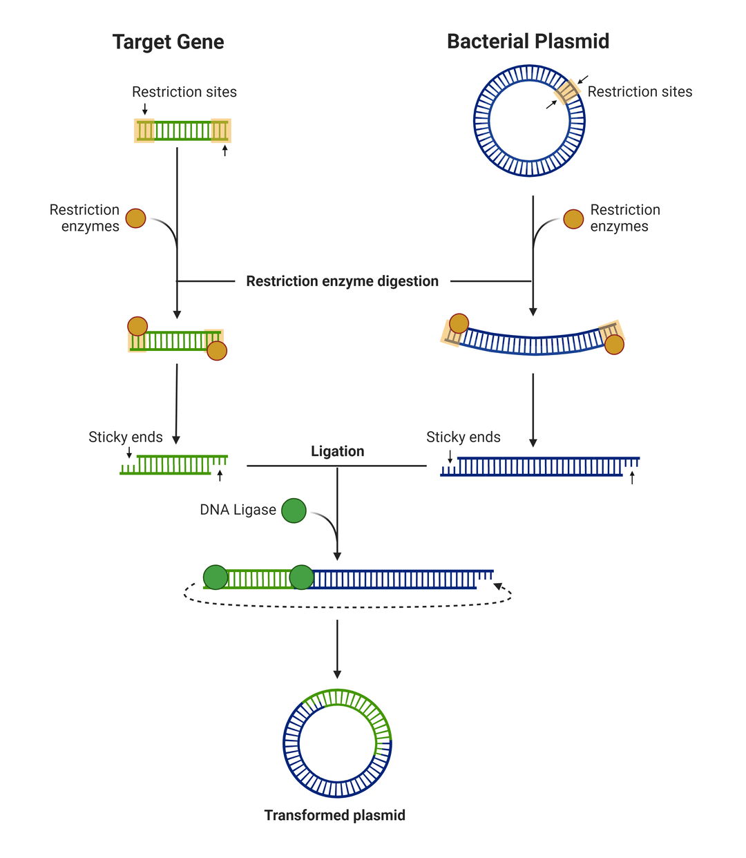 Process of the restriction enzyme cloning process
