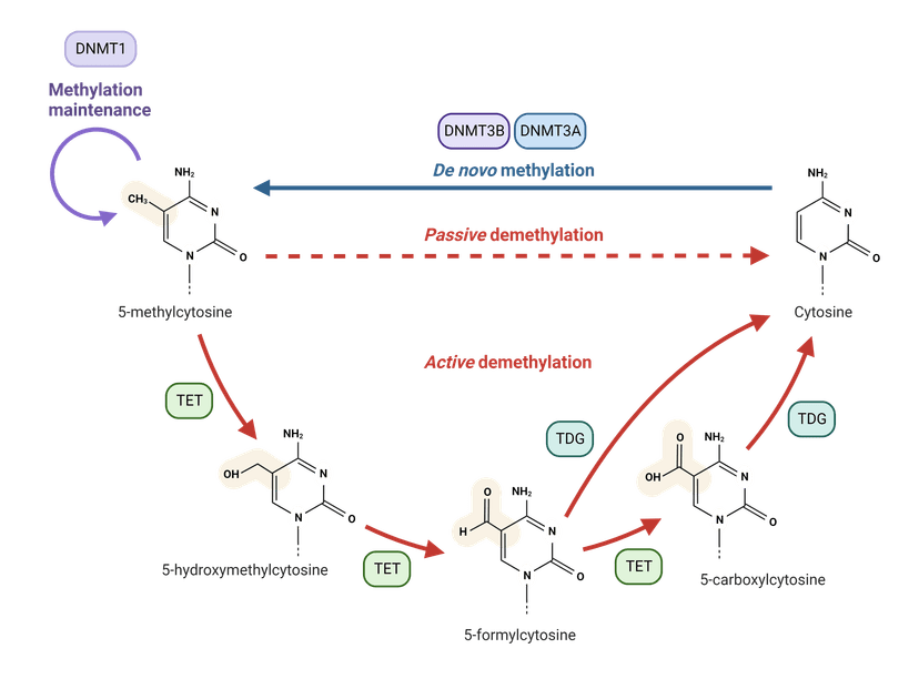 DNA Methylation Pathway