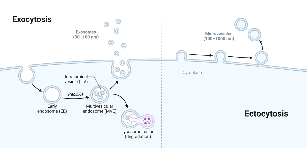 Illustration of endosome stages