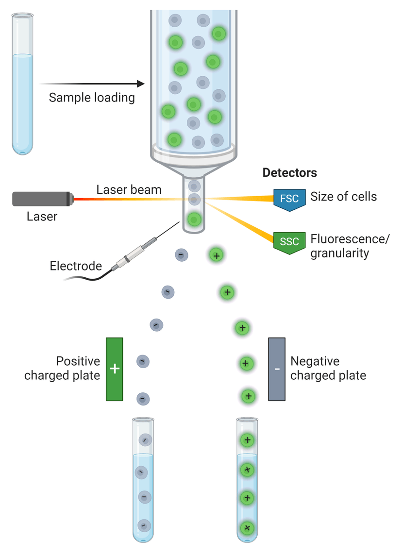 Fluorescence Activated Cell Sorting (FACS)