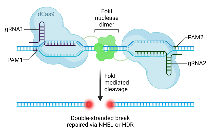CRISPR/Cas9 gene editing complex