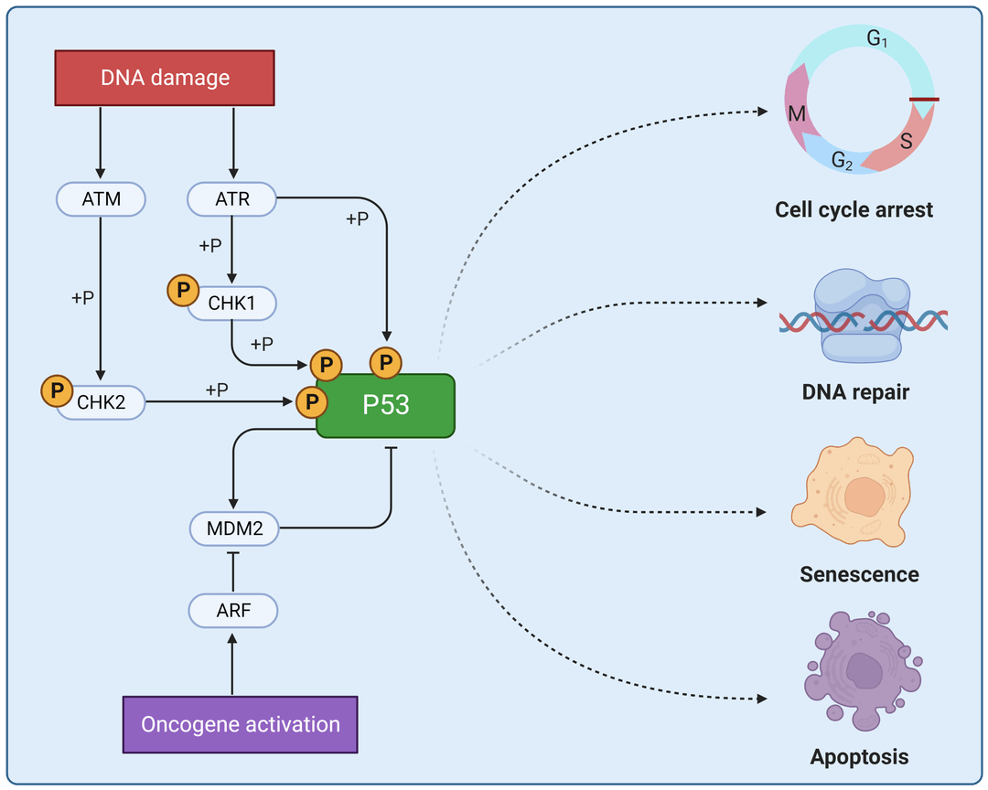 P53 regulation and signaling