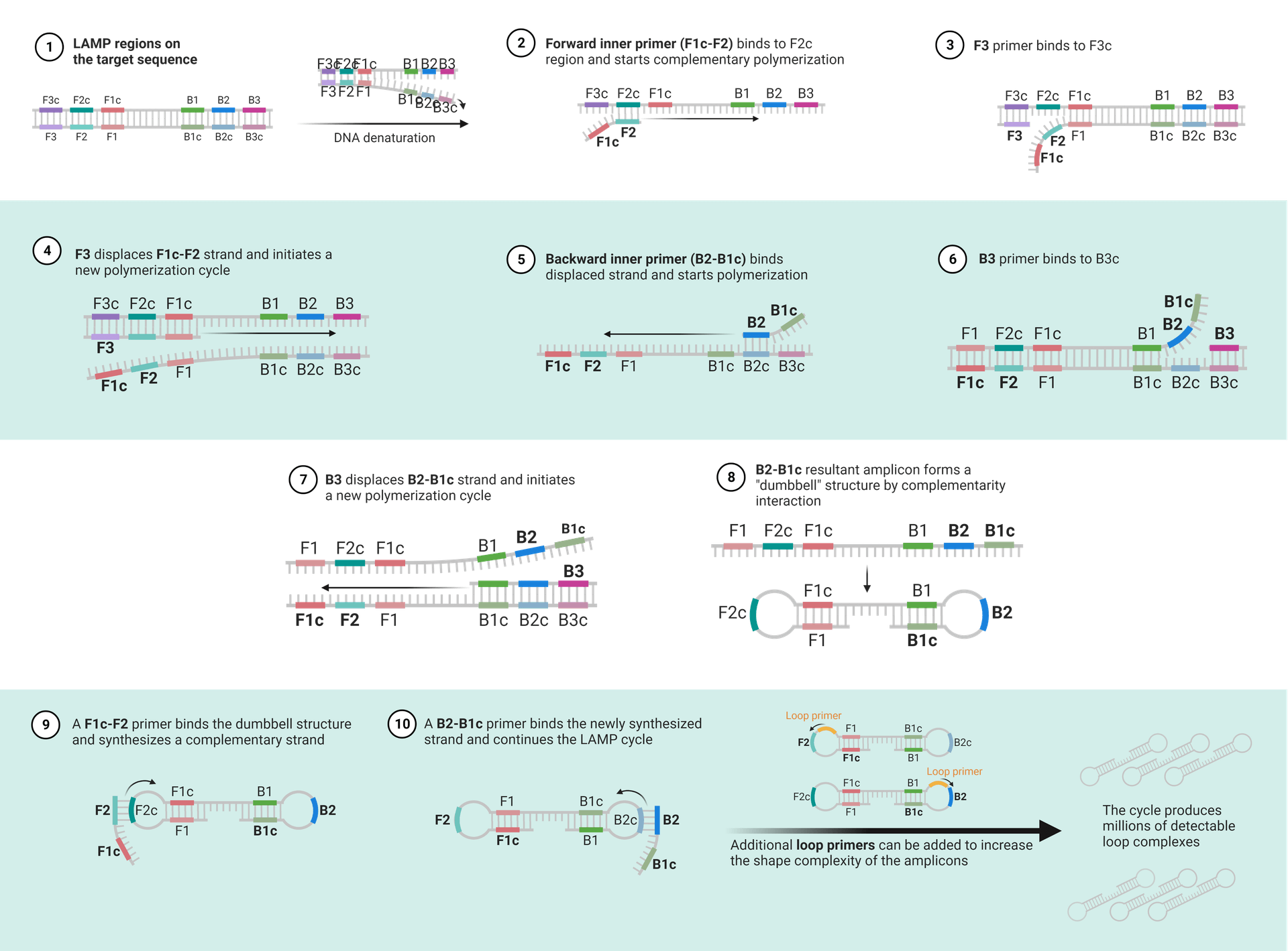 Loop-Mediated Isothermal Amplification