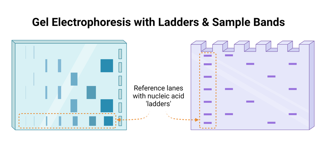 Gel Electrophoresis with Ladders
