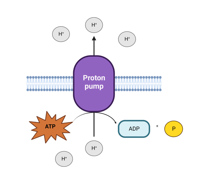 Intramembrane Proton Pump