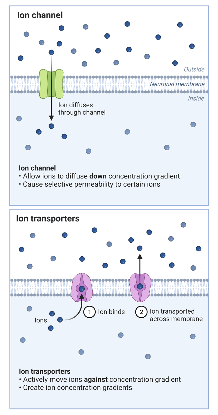 ion channels vs. ion pumps