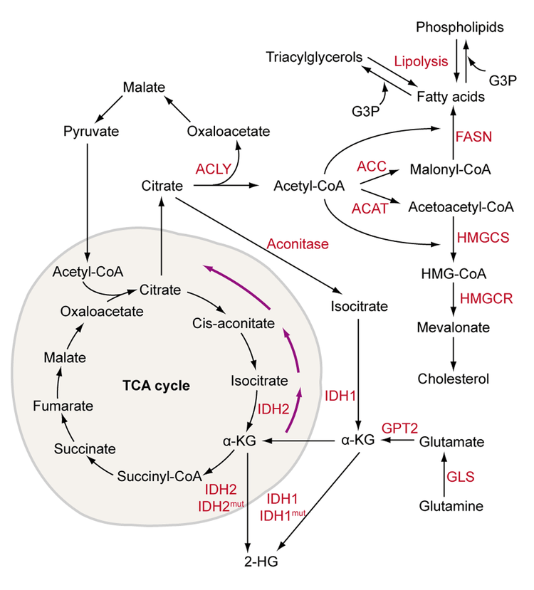 TCA Cycle