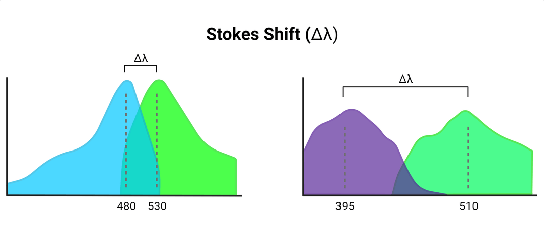 Stokes Shift