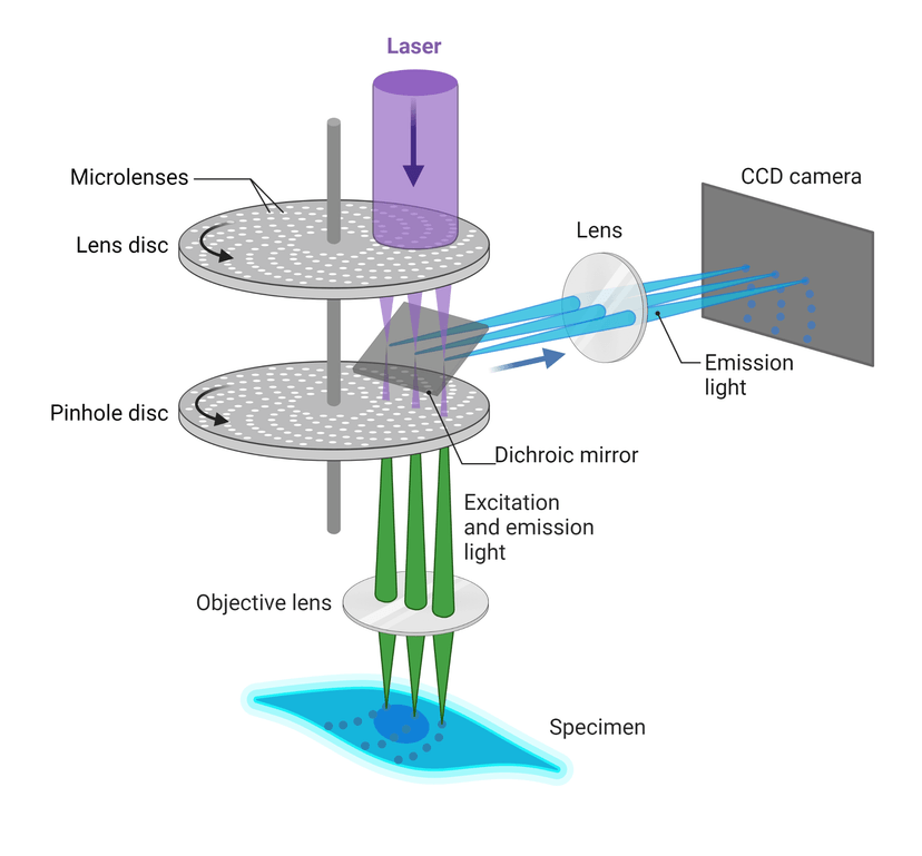 Principle of spinning disk confocal microscopy