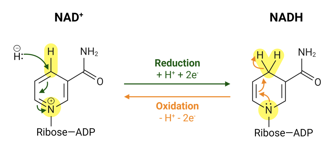 NAD+ to NADH redox reaction
