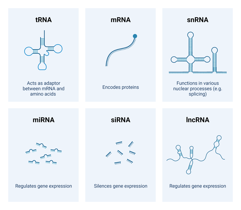 RNA Conformations