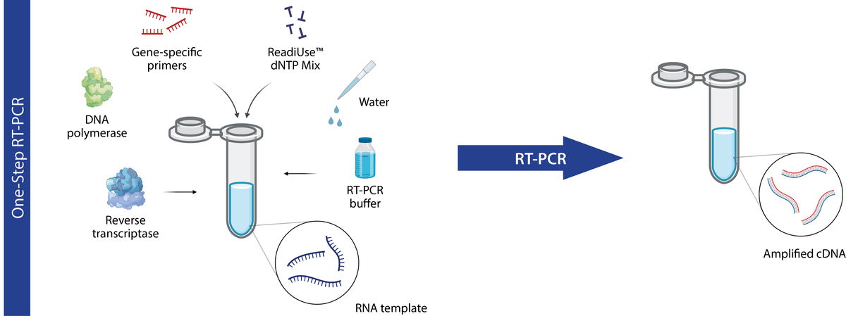 One step RT-PCR workflow
