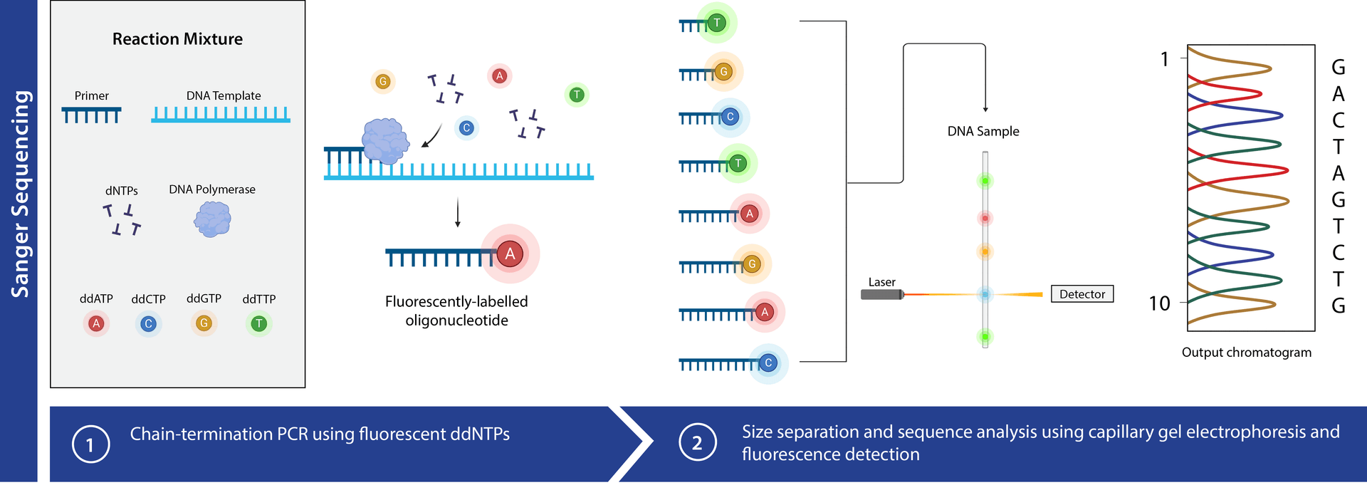 Sanger Sequencing Workflow