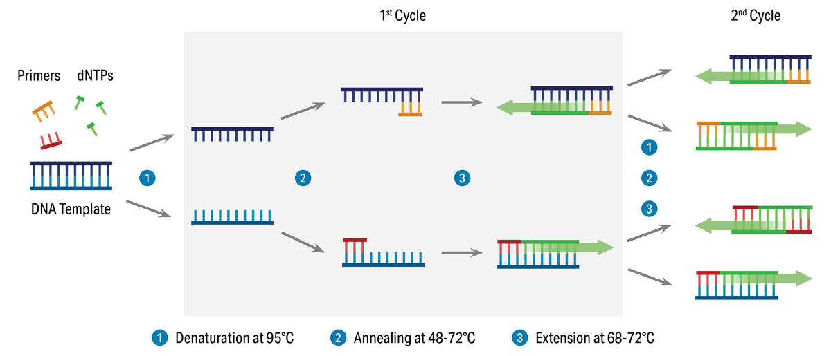 three-step amplification procedure