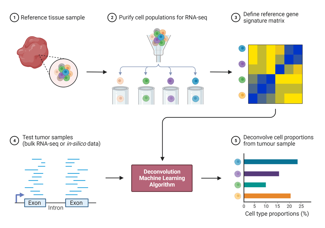 Basic steps of the process of RNA sequencing